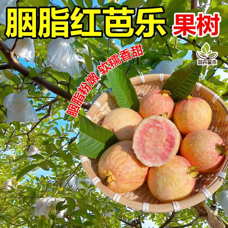 胭脂红番石榴嫁接苗红心芭乐台湾珍珠白心番石榴盆栽庭院阳台楼顶