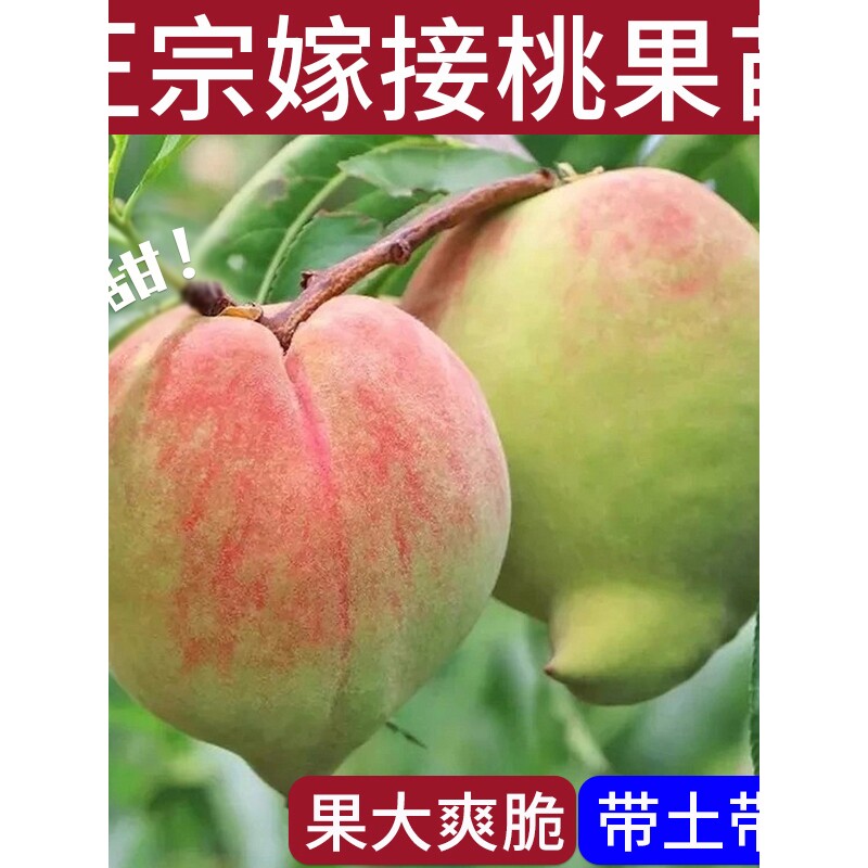 鹰嘴桃子树苗嫁接连平甜脆离核带土果树盆地栽南北方种水蜜桃苗木