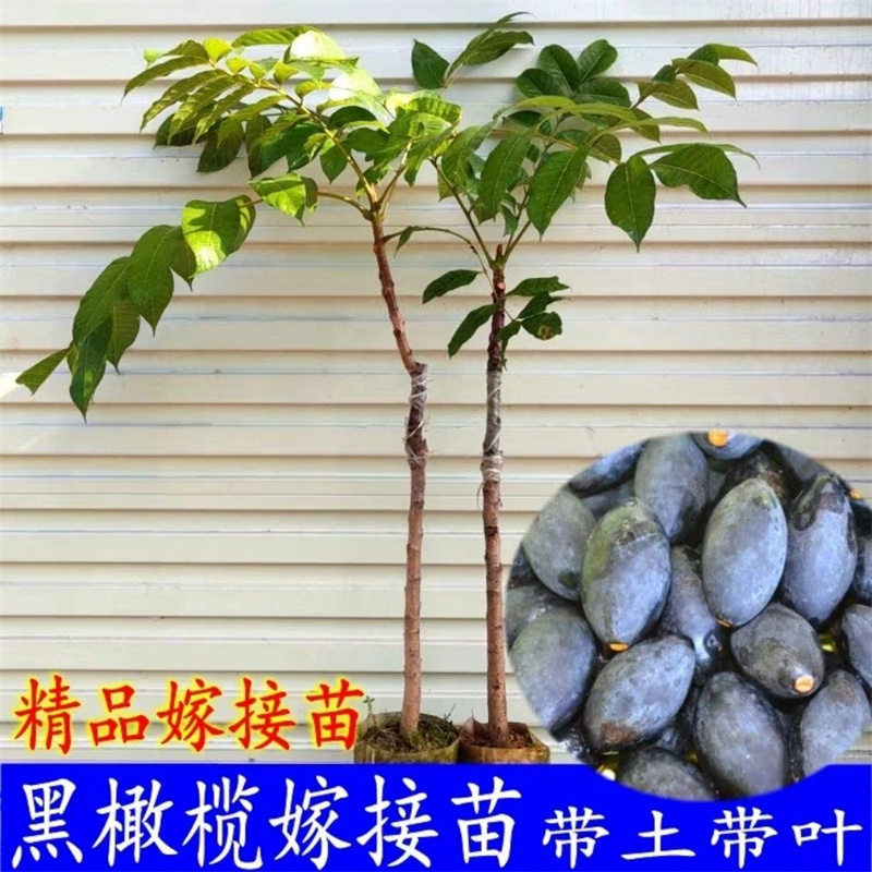 橄榄树树苗青榄黑榄乌榄嫁接果树苗南方北方种盆栽地栽甜橄榄带土