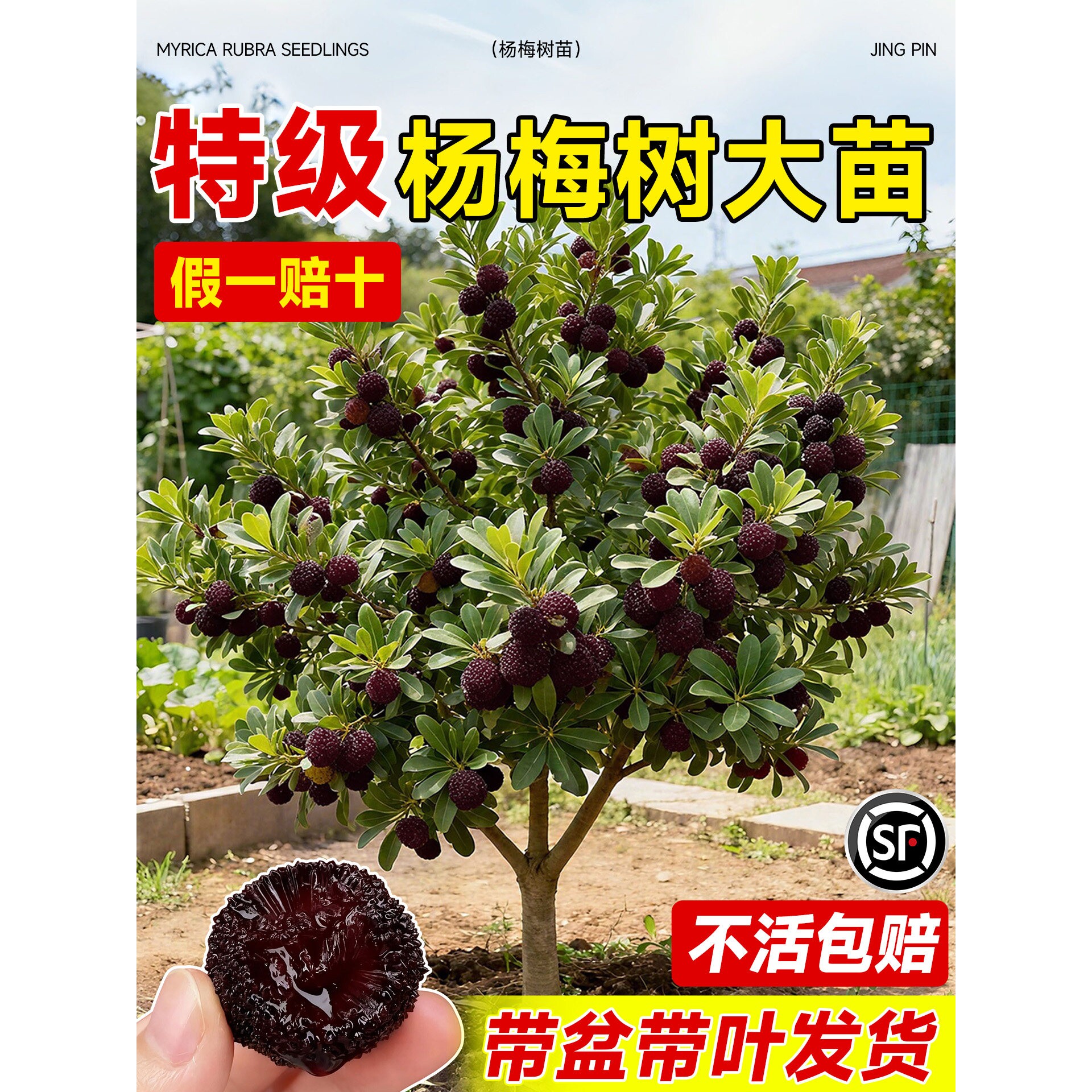 东魁杨梅树树苗梅苗特大南方北方种植地栽当年结果杨梅苗当年结果