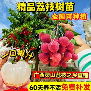 荔枝树苗妃子笑无核桂味果树盆栽冰荔仙进奉荔枝王嫁接苗当年结果