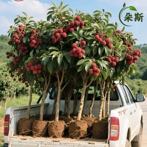 新款矮化嫁接荔枝树苗当年爆果无核荔枝桂味荔枝仙进奉南北方种植