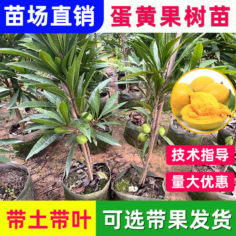 蛋黄果树苗嫁接正宗鸡蛋果苗带果盆地栽庭院带土叶带果发货包成活