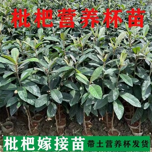 广东正宗枇杷树苗大五星早钟六号高产大果嫁接果苗盆栽南北方果树