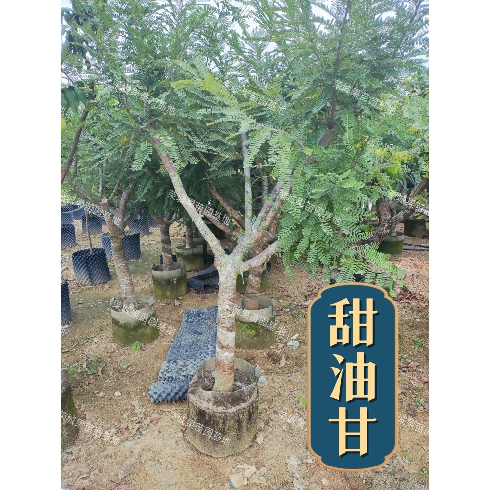 油甘果苗 潮汕嫁接崩坎狮头甜种油甘苗 柿饼甜油甘果树苗四季结果