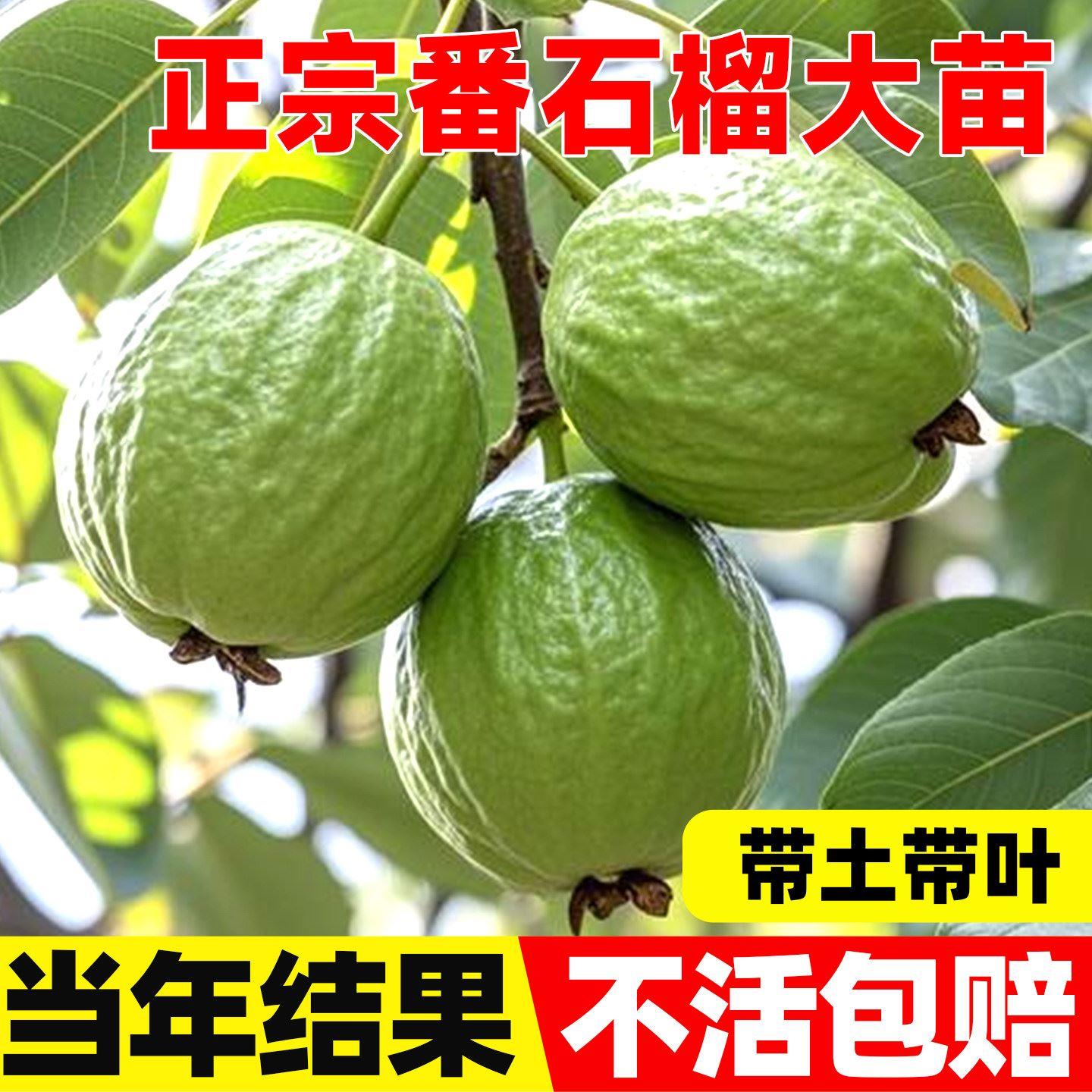 精品番石榴果树苗红宝石红胭脂嫁接无籽红番石榴盆栽地栽当年结果