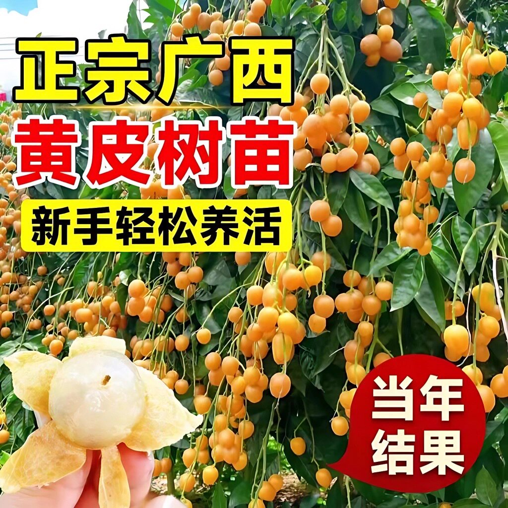 黄皮果苗大鸡心无核嫁接甜水果树苗阳台盆栽南方种植广西庭院地栽