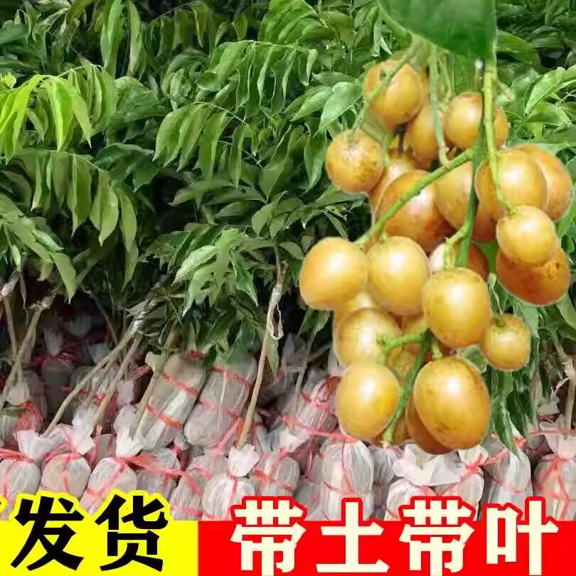 正宗贵妃嫁接黄皮树苗无核大果鸡心黑金紫肉南方庭院种植黄皮果苗