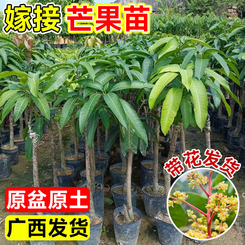 广西芒果树苗嫁接四季芒金煌芒贵妃芒果苗树盆栽矮化庭院阳台带花