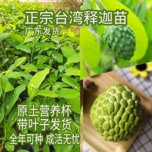 释迦果树苗番荔枝台湾凤梨释迦果四季树苗种植盆栽地栽当年结果