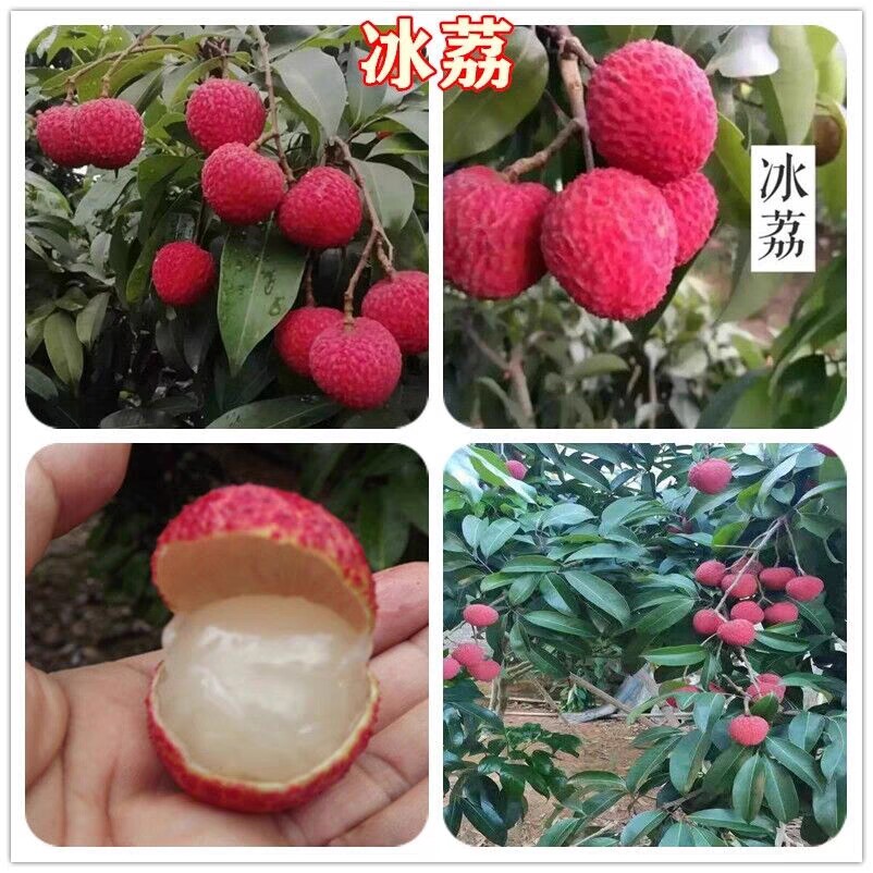 广州发货正宗特大东莞冰荔枝果树苗高产树苗当年结果带土带叶发货