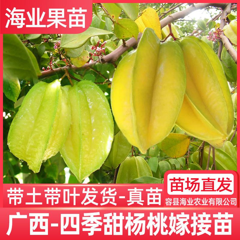 杨桃树苗嫁接四季泰国红杨桃马来西亚台湾甜杨桃地栽盆栽南方果苗