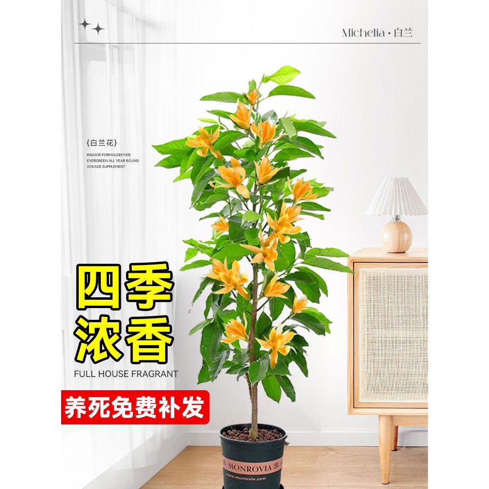 黄角兰树苗盆栽浓香白玉兰带花苞矮化耐寒室内外庭院开花卉绿植物
