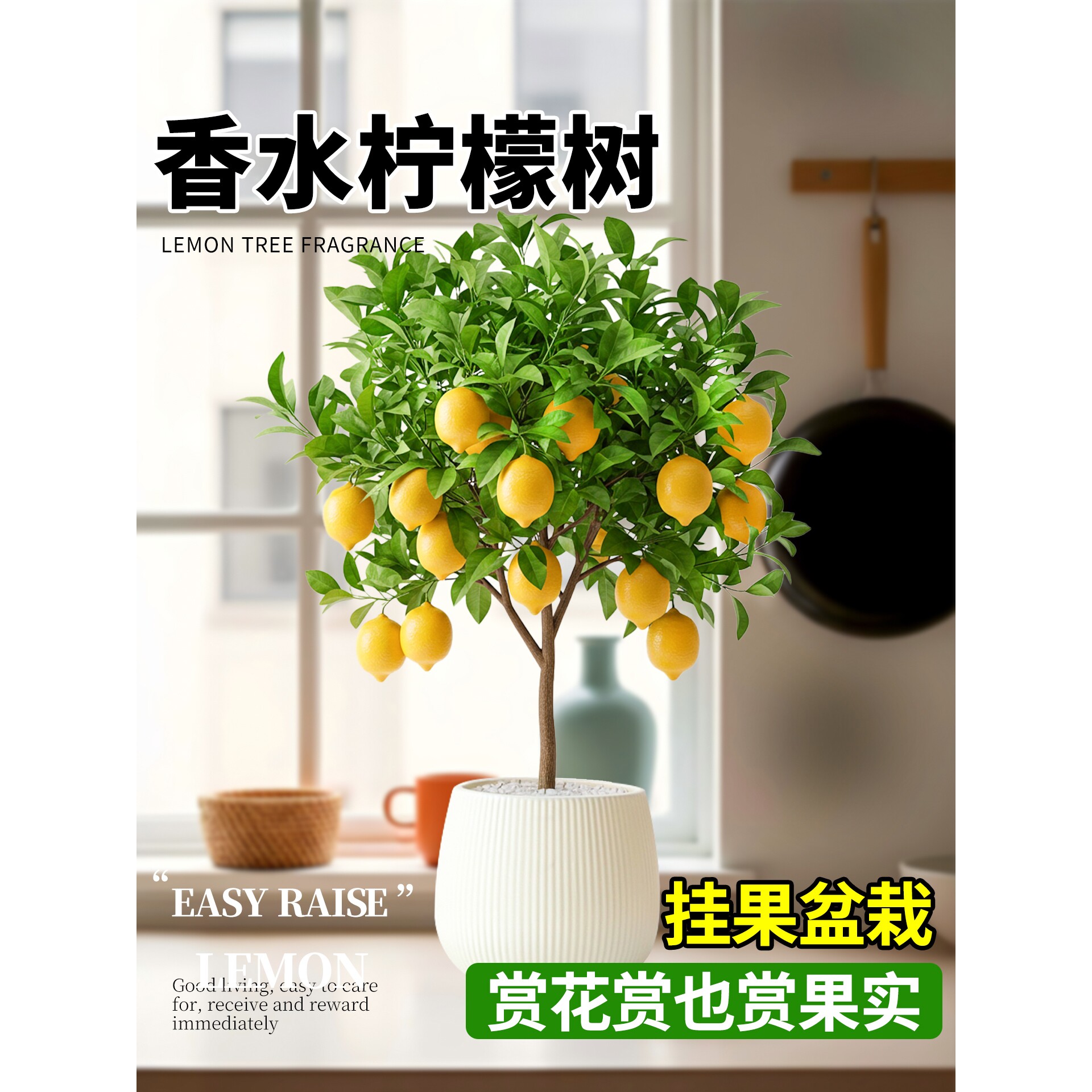 香水柠檬树老桩盆栽客厅绿植室内阳台大盆栽结果可食用好养易成活