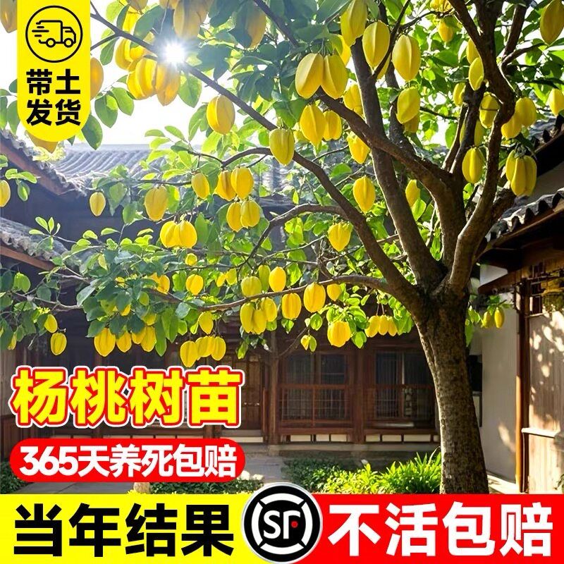 杨桃树苗果树结果四季甜杨桃台湾大果杨桃苗庭院阳台盆栽好养果苗