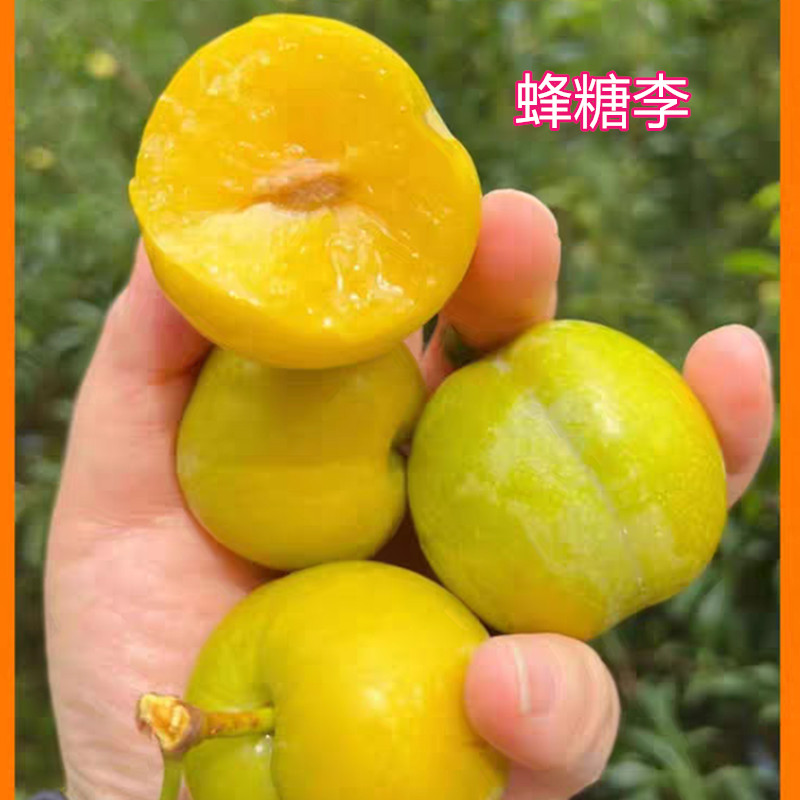 蜂糖李子树苗正宗贵州六马李新品种水果树果苗盆栽地14年老店