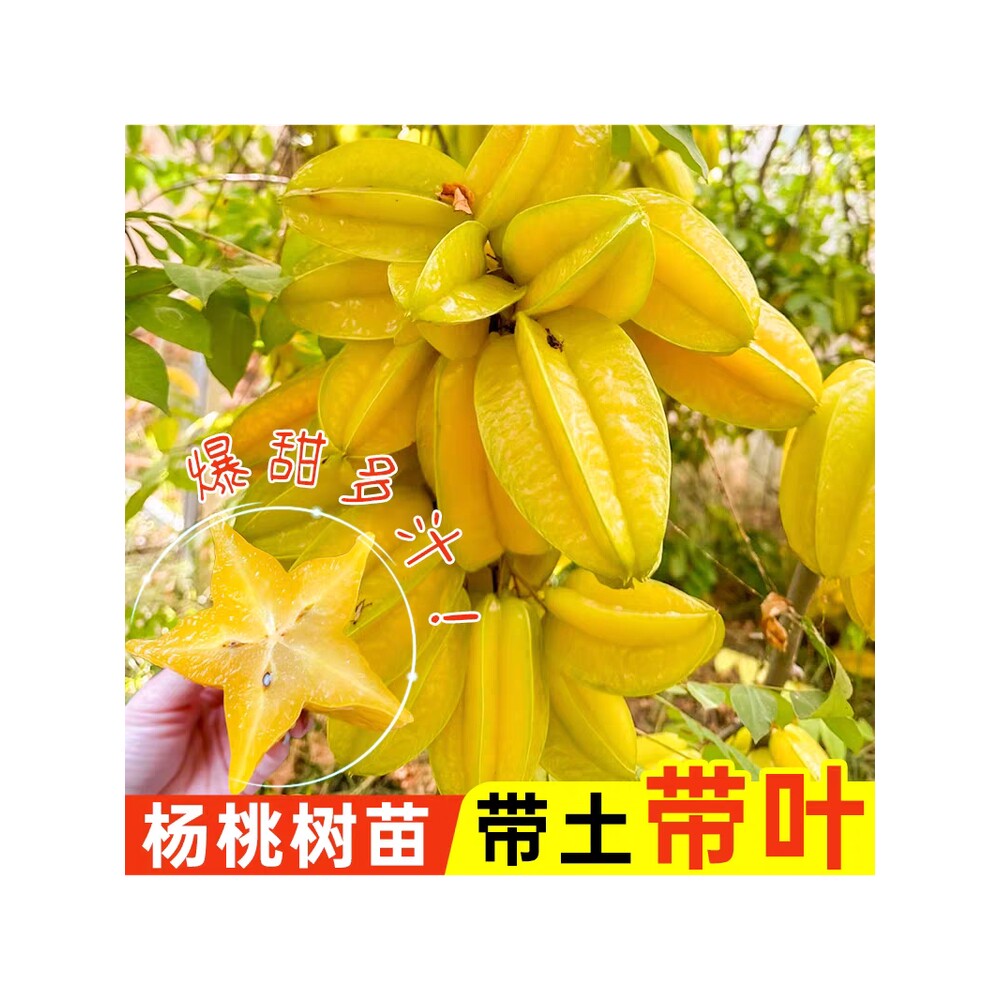 杨桃树苗嫁接四季杨桃马来西亚台湾甜杨桃地栽盆栽南方果苗带土