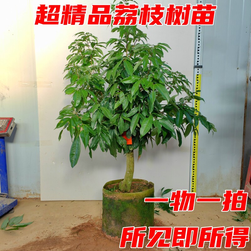 高压荔枝树苗无核荔枝苗树妃子笑桂味冰荔枝树苖盆栽地栽当年结果