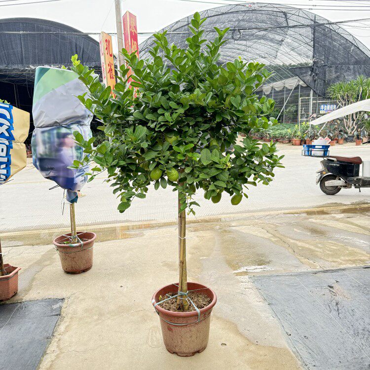 香水柠檬树盆栽大型老桩庭院树苗棒棒糖植物一物一拍室外带果绿植