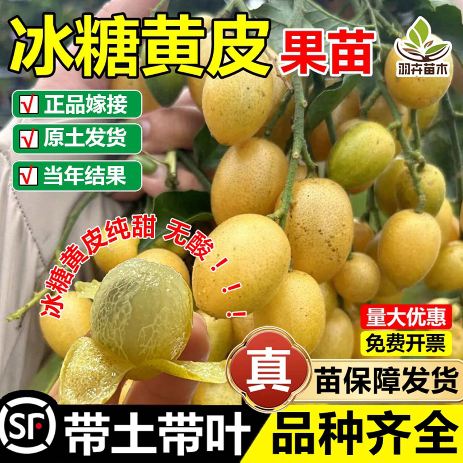冰糖纯甜黄皮嫁接果树苗黑金刚贵妃鸡心无核黄皮苗盆地栽当年结果