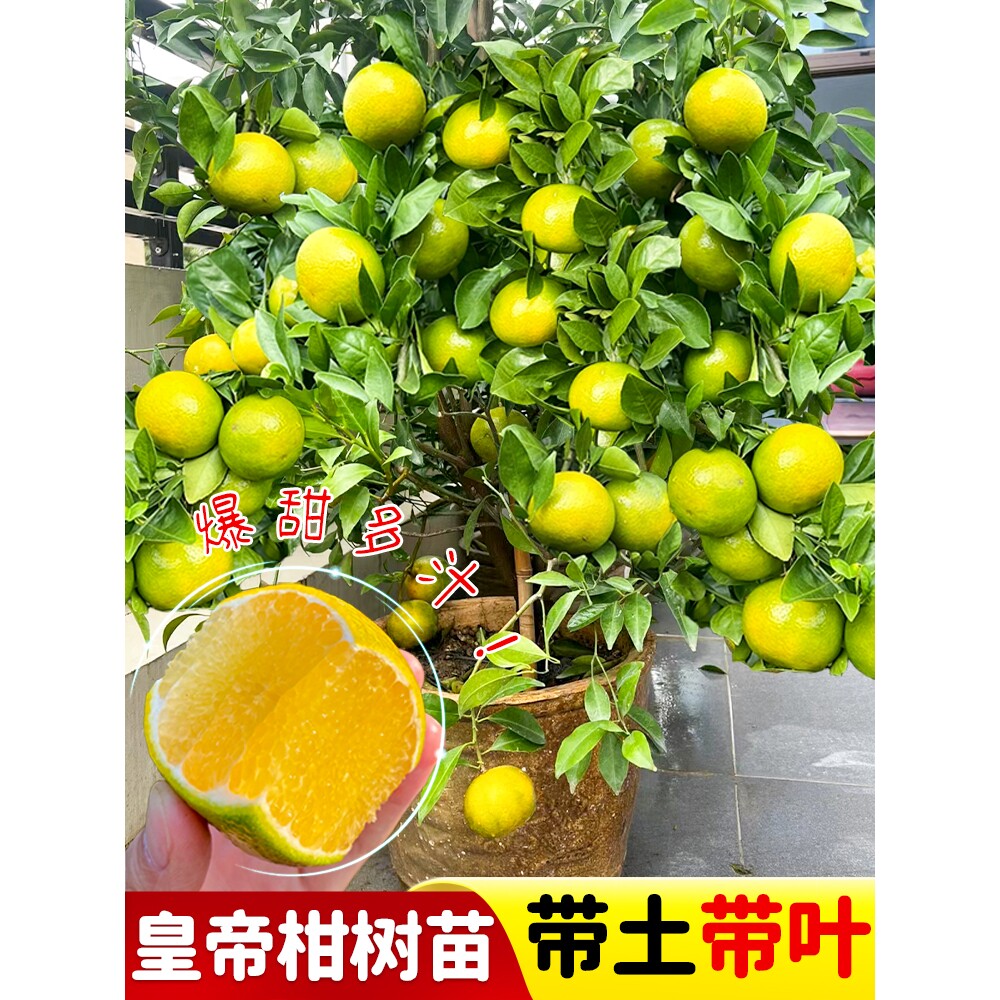 嫁接皇帝柑树苗盆栽地栽庭院南方北方种植带土带叶柑橘苗当年结果