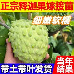 释迦果树苗番鬼荔枝台湾番荔枝苗嫁接当年结果南方种植盆栽地栽