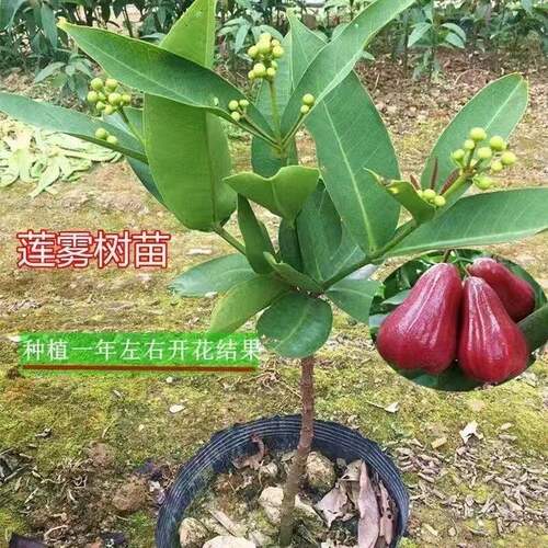 莲雾树苗正宗台湾黑金刚黑糖芭比莲雾嫁接苗大叶红耐寒果树苗带土