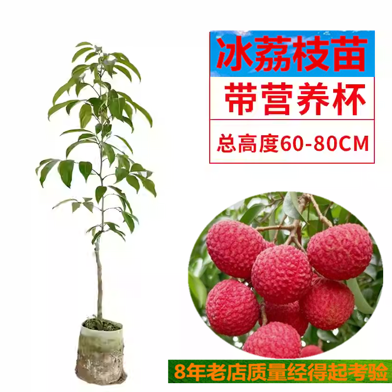带营养杯冰荔枝树苗桂花香仙进奉观音绿荔枝苗金枕榴莲苗芒果苗