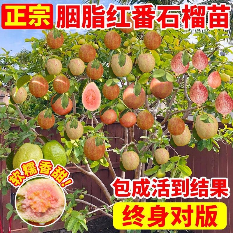 胭脂红番石榴苗庭院水果树果苗广东本地芭乐红宝石巴乐树苗南北方