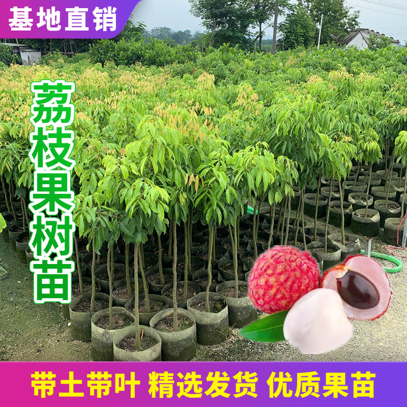 荔枝树苖嫁接桂味妃子笑无核荔枝糯米糍荔枝果苗南方盆栽当年结果