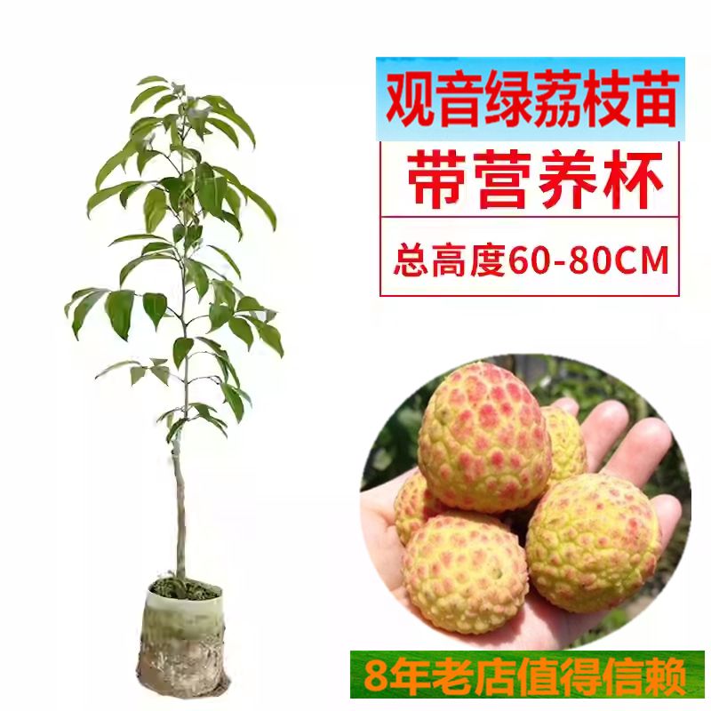 带营养杯观音绿荔枝苗白糖罂仙进奉玲珑桂花香荔枝树苗榴莲蜜苗