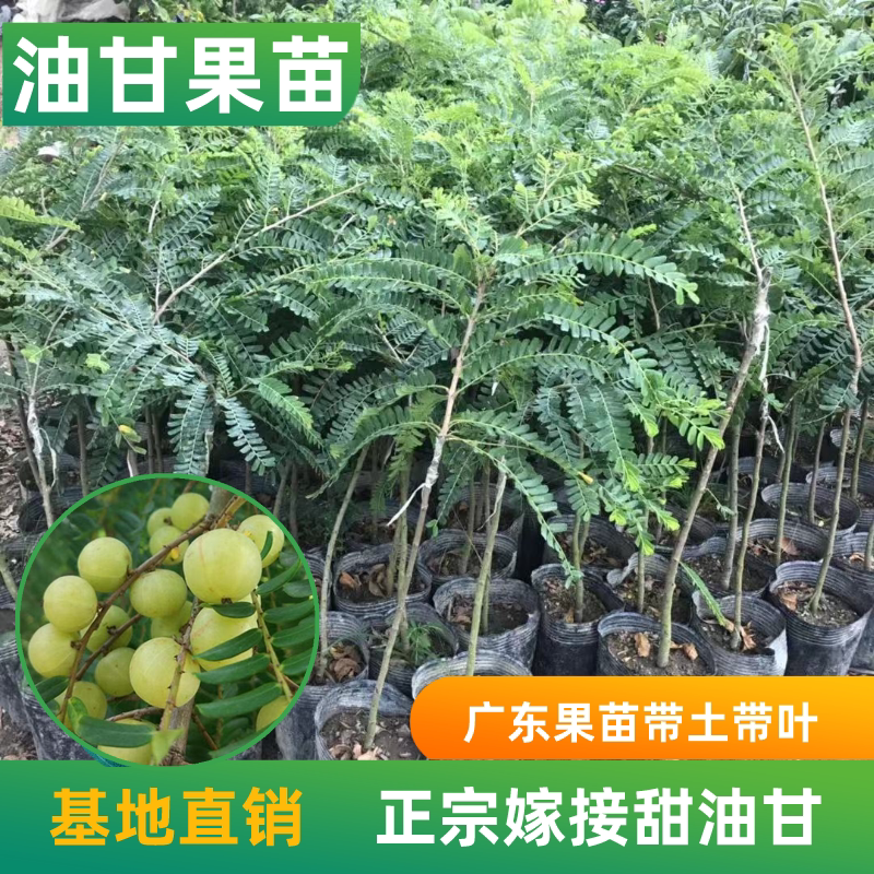 油甘树苗柿饼甜油甘果树苗正宗嫁接崩坎油甘狮头大果甜油甘果苗