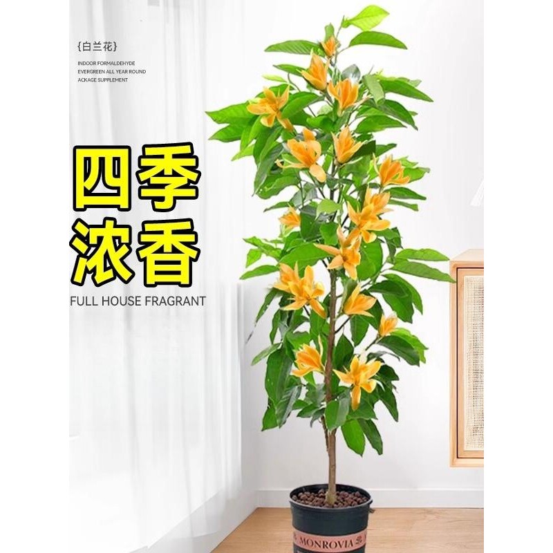 黄角兰树苗盆栽浓香白玉兰带花苞矮化耐寒室内外四季好养绿植物
