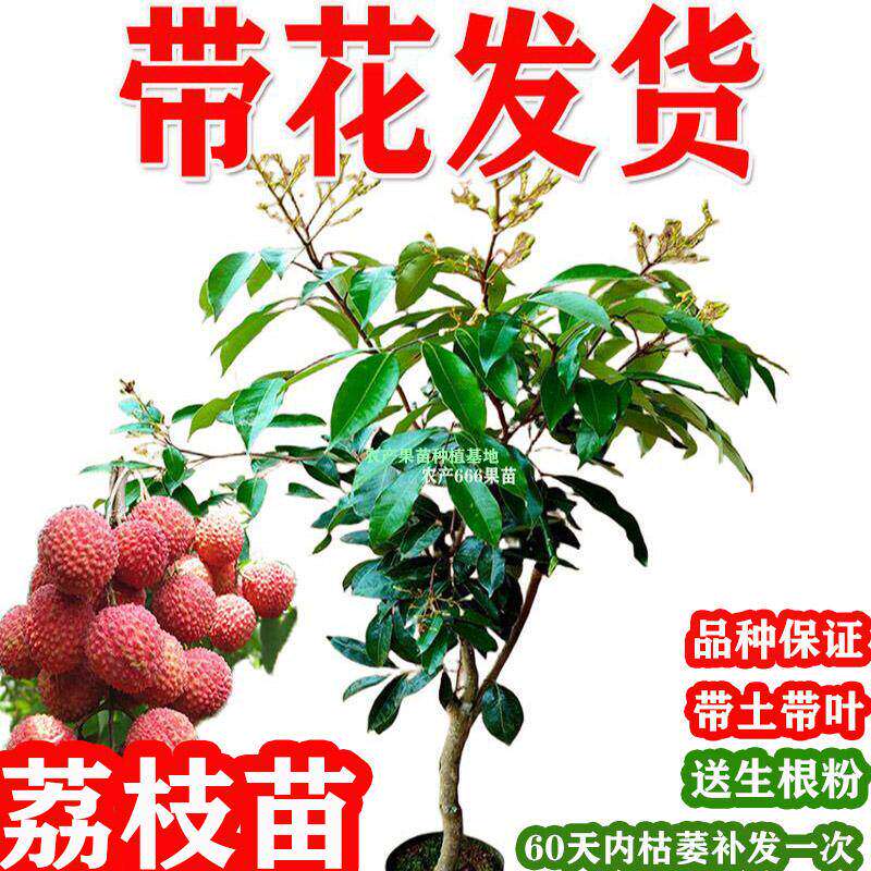 荔枝树苗带花荔枝苗冰荔桂味无核荔枝嫁接苗带土叶南方种植水果苗
