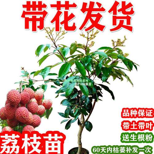 荔枝树苗带花荔枝苗冰荔桂味无核荔枝嫁接苗带土叶南方种植水果苗