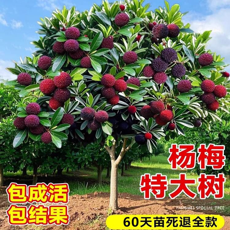正宗东魁特大杨梅树嫁接苗南北方种植盆地栽苗仙居杨梅树当年结果