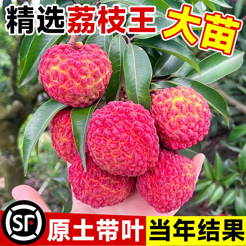 荔枝苗树新品种荔枝王桂味挂绿妃子笑果树盆栽地载南北方当年结果