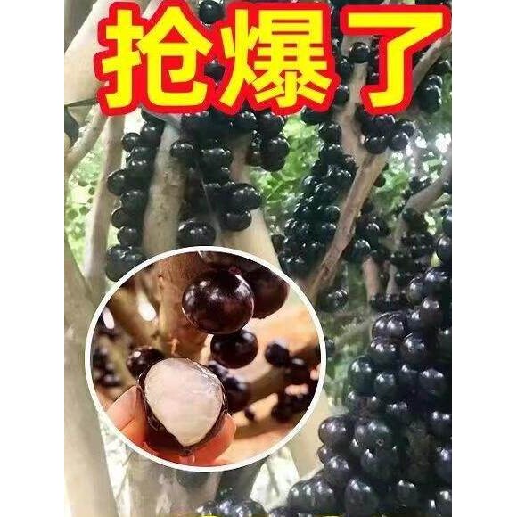 正宗嘉宝果树苗树葡萄盆栽四季沙巴艾斯卡南北方种植当年结果