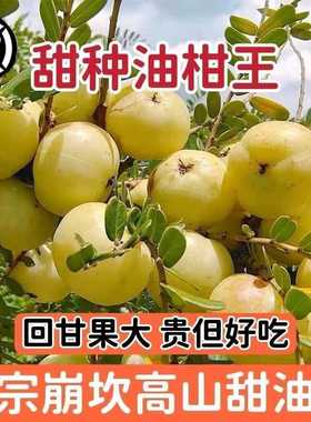 （当年结果）正品嫁接甜种油甘余甘果油甘子余甘子橄榄大牛甘果苗