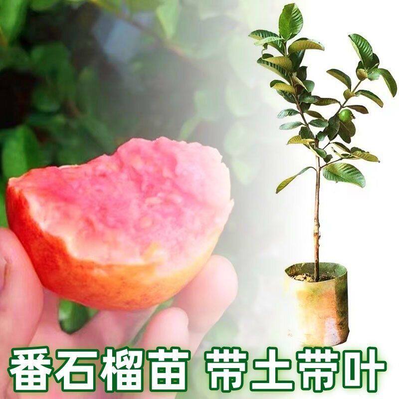 广西番石榴树苗嫁接西瓜红心番石榴白心番石榴盆栽地栽当年结果