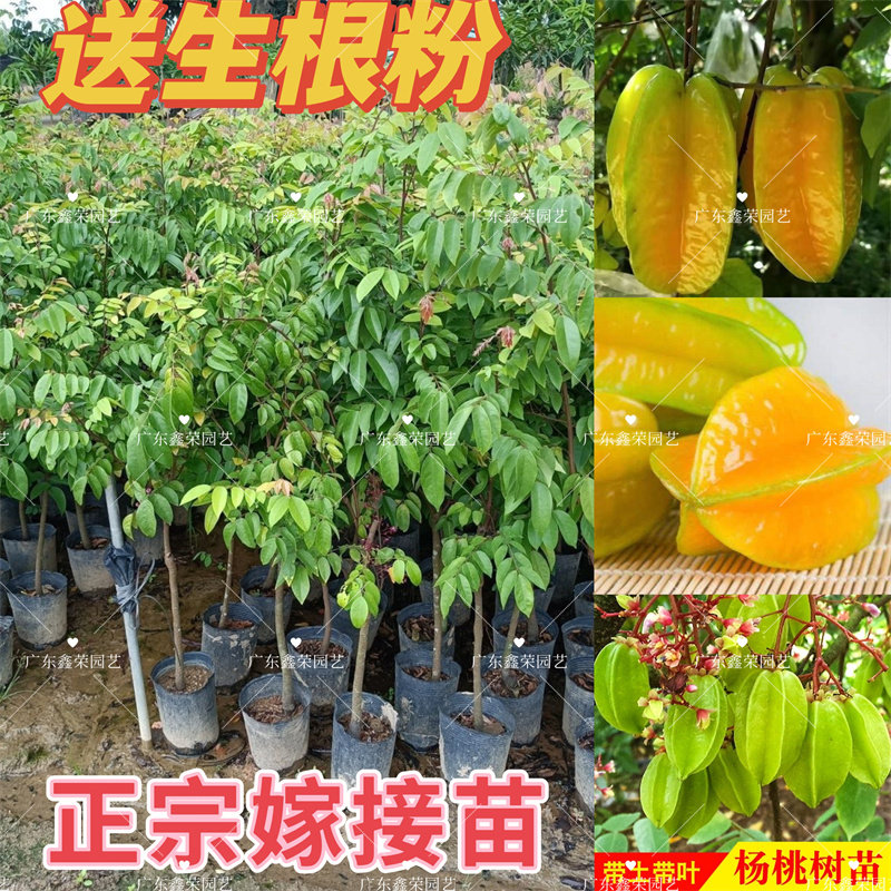 杨桃树苗台湾甜杨桃水果苗纯甜嫁接蜜丝四季结果庭院地盆栽果树苗
