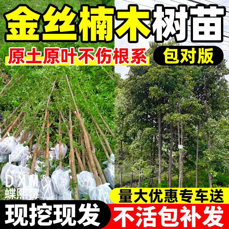 正宗金丝楠木树苗庭院四季常青名贵小叶桢楠盆栽南北方种植大树苗