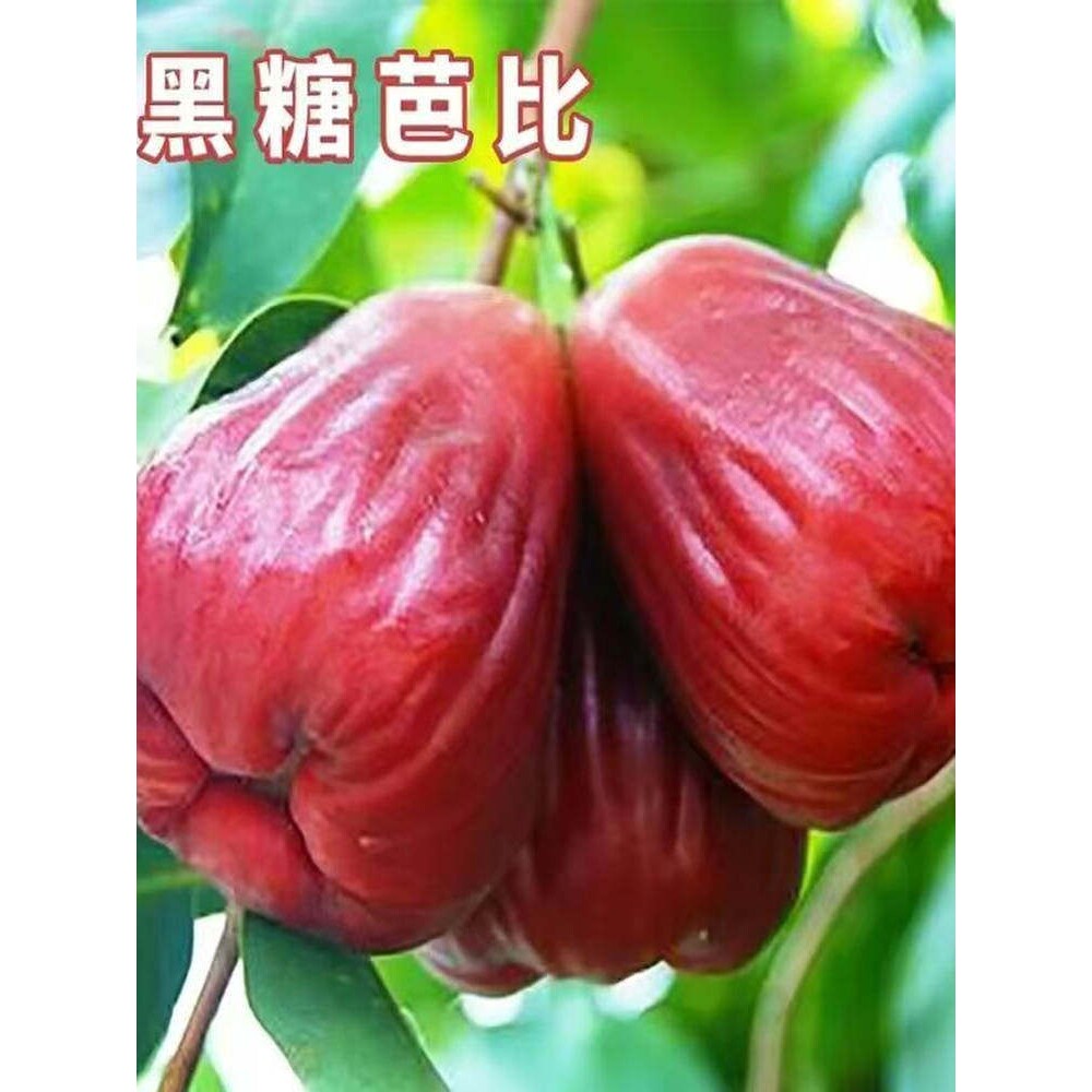 果树苗大叶红黑金刚莲雾苗嫁接苗南北方种植庭院阳台地栽盆栽包邮