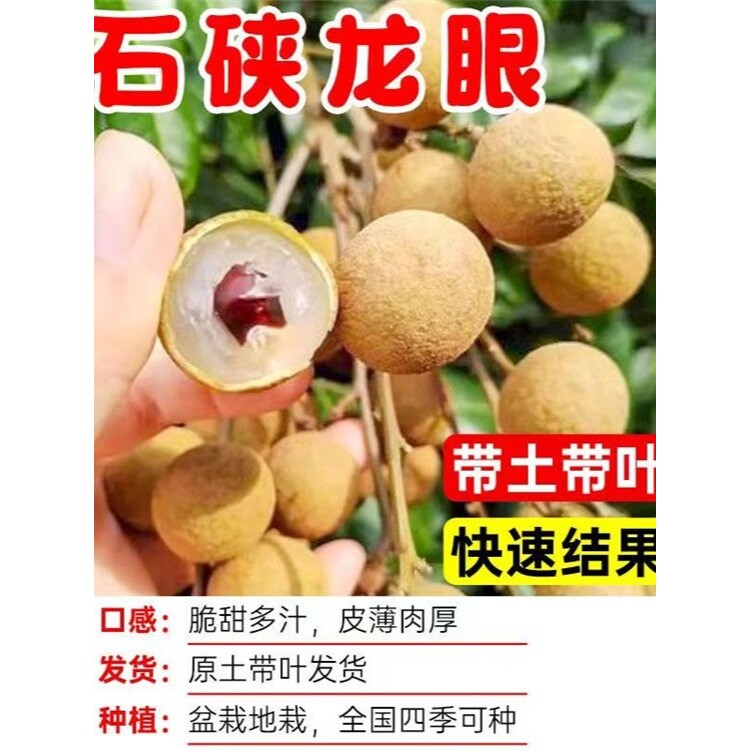 正品嫁接四秀龙眼苗石磢龙眼树苗储良龙眼树苗带土带叶发货