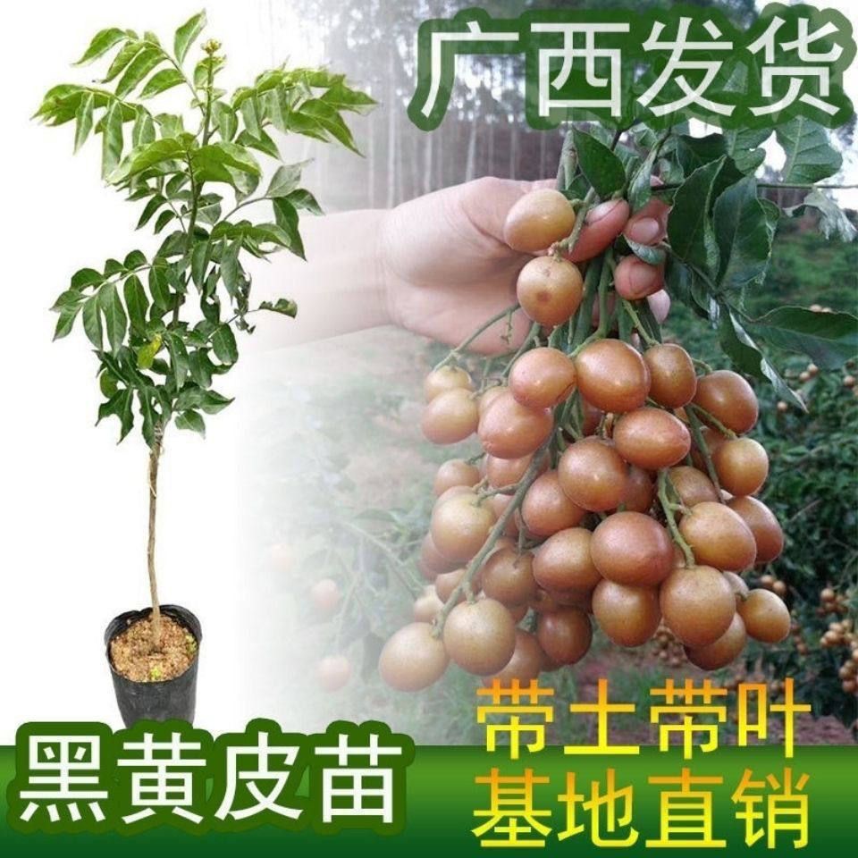 黄皮果树苗贵妃嫁接无核鸡心黑金刚黄皮果树广西黄皮果苗盆栽地栽
