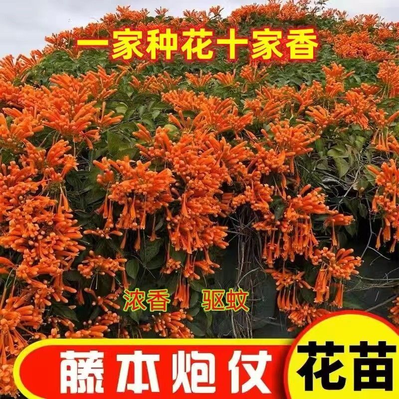 炮仗花爬藤植物凌霄花爬藤大苗爆竹花庭院四季常青爬藤植物庭院围
