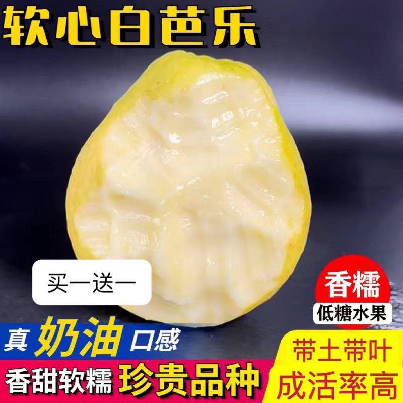 番石榴树苗奶油芭乐无籽胭脂红红宝石芭乐四季结果盆栽地栽南北种