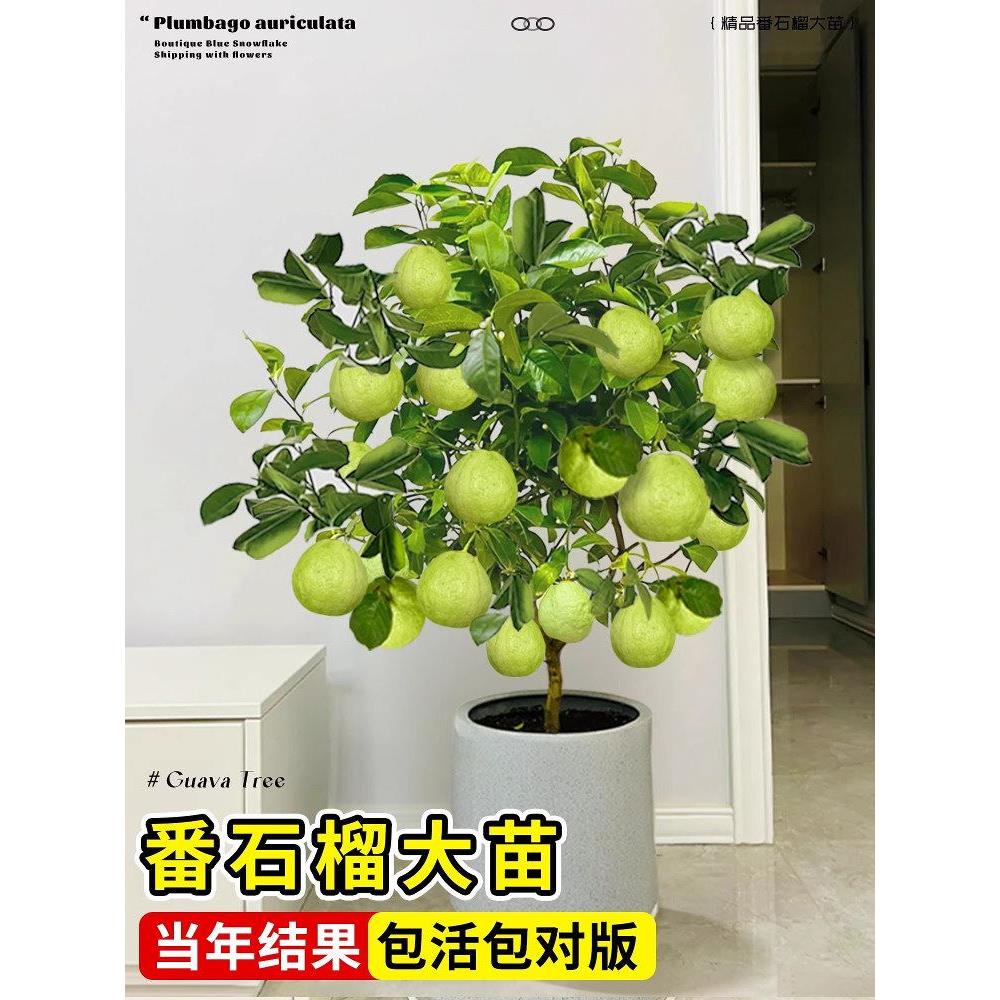 番石榴果树苗红心芭乐树苗南北方种植四季果树苗盆栽地栽当年结果