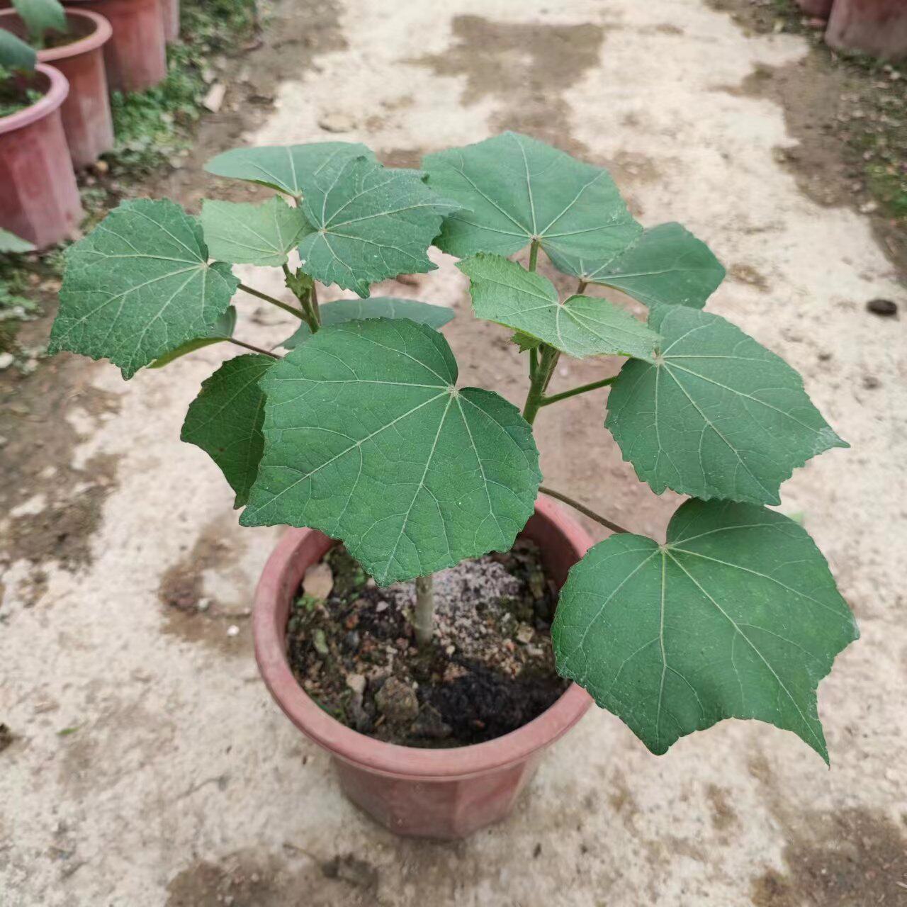 芙蓉花树苗盆栽带土阳台庭院植物木芙蓉三醉芙蓉花苗盆栽种植花卉