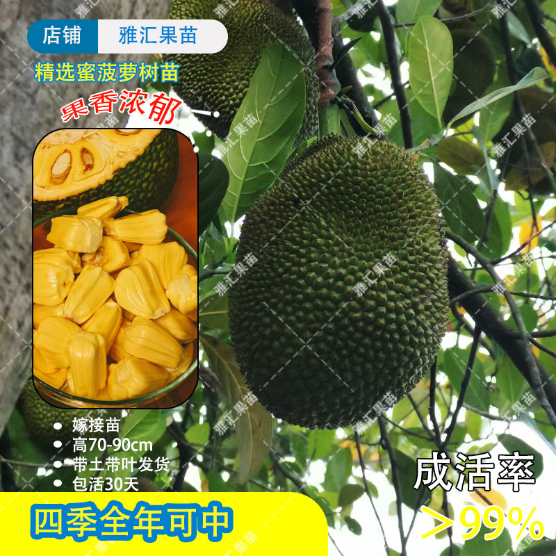 菠萝蜜果树苗海嫁接南黄肉泰国8号12号红肉马来西亚1号菠萝蜜苗
